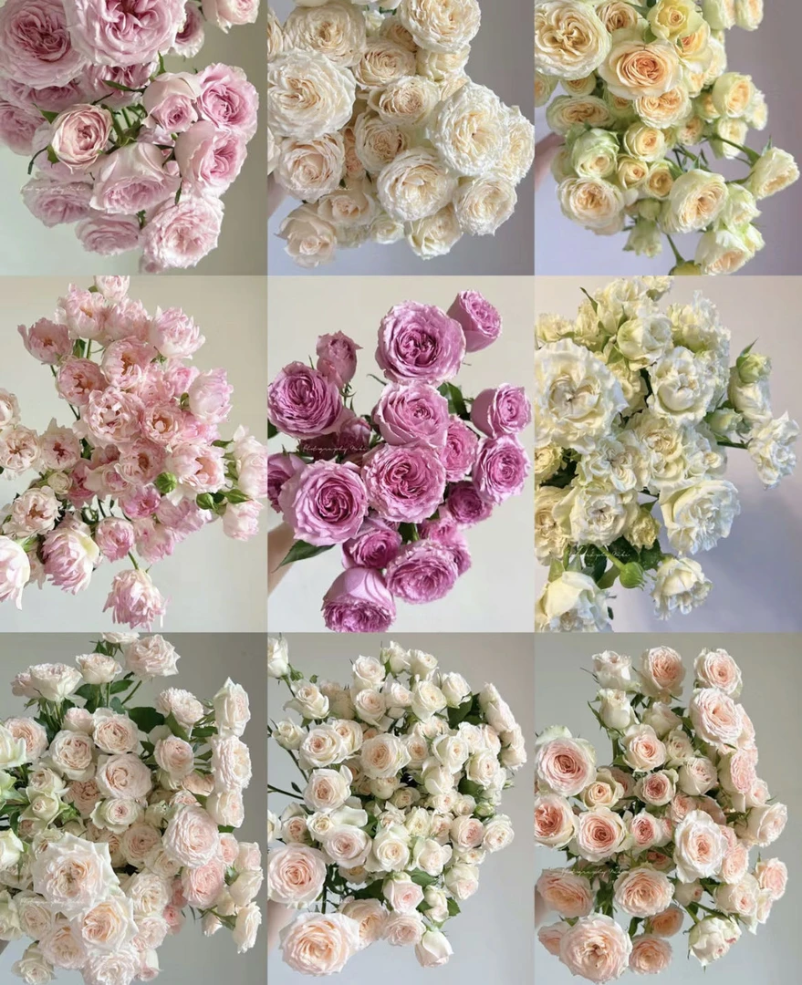 【小阿阮】A级多头玫瑰综合链接 高品质家居软装鲜切插花 顺丰发货