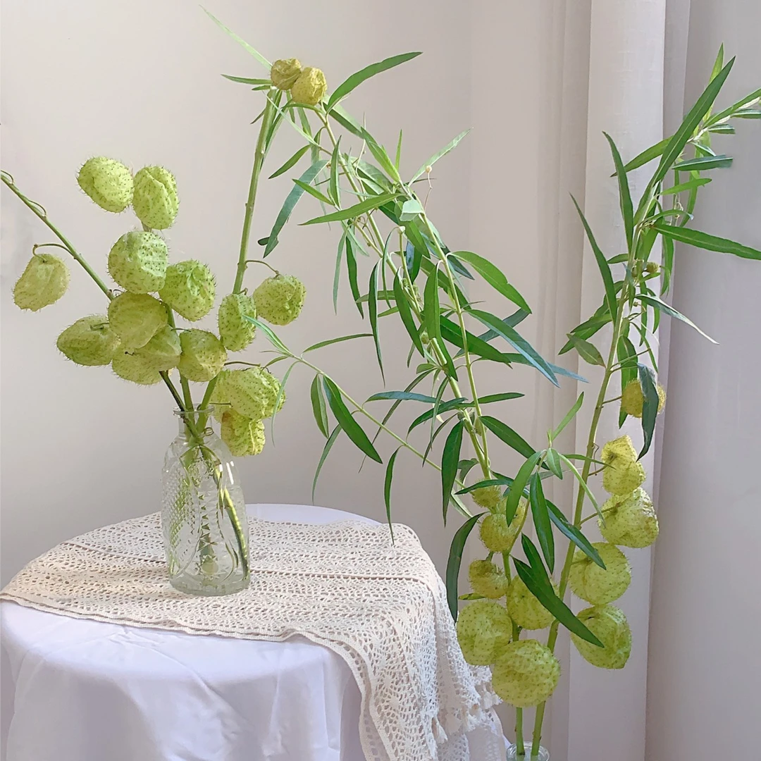 【小阿阮优选】A级鲜花 【糖棉】 顺丰冷链包邮