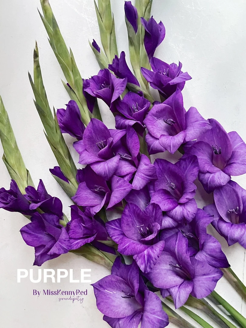 【小阿阮】A级剑兰 | 节节高开 鲜花开年寓意好装饰 顺丰冷链包邮