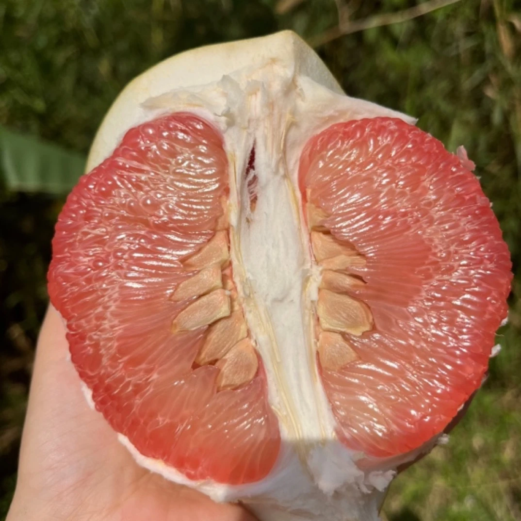广西容县蜜柚3斤/5斤新鲜包邮产地直发红心白心红心蜜柚净重健康