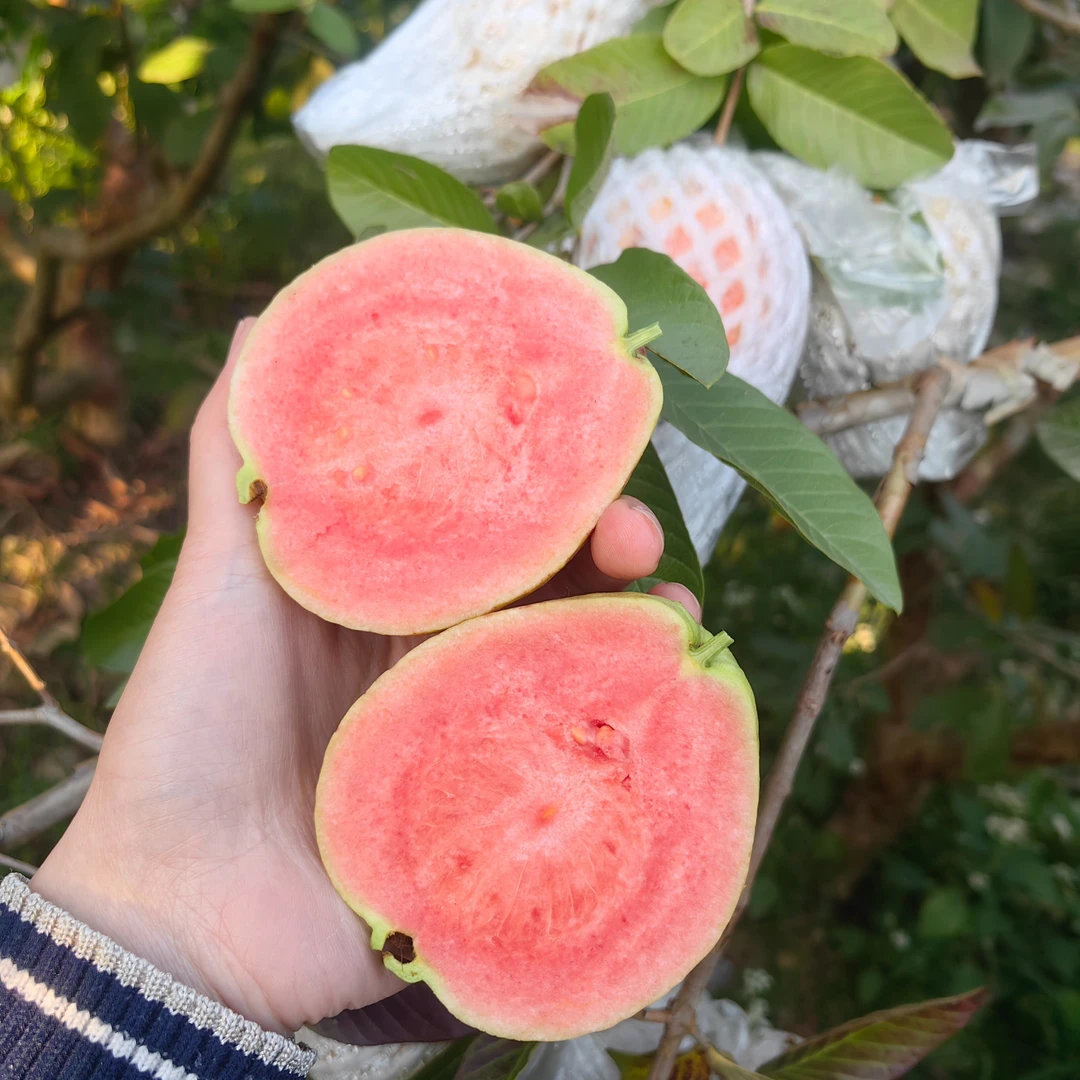 广西红心番石榴红心芭乐水果现摘现发 新鲜包邮 送酸梅粉产地直供