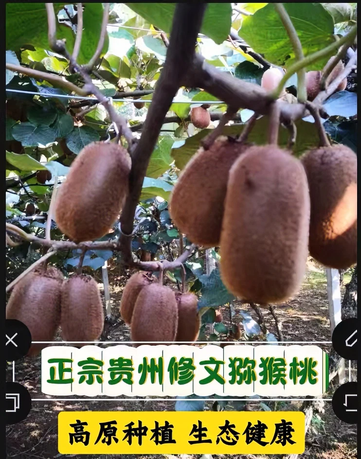 正宗贵州修文猕猴桃高原种植生态健康富含维C酸甜美味营詎C位