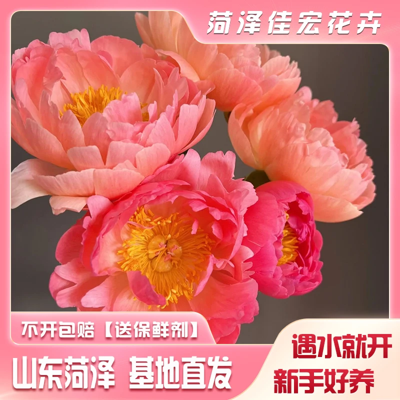 【空运直达】【预售】落日珊瑚山东基地渐变色珊瑚日落进口芍药鲜切花