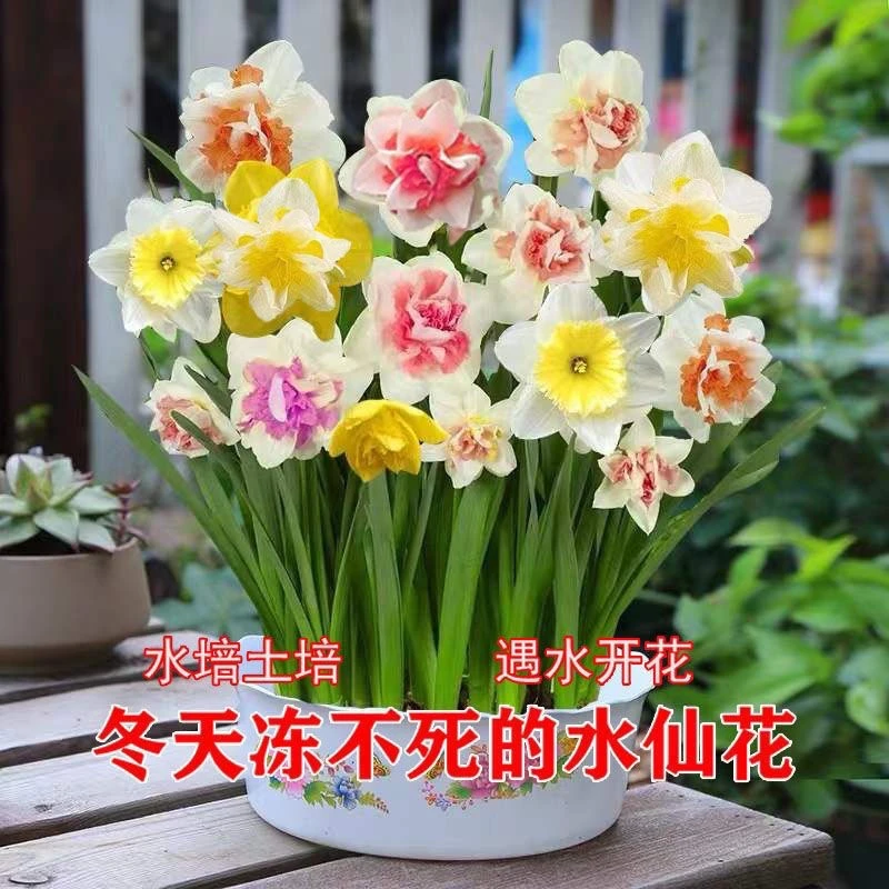 【重瓣洋水仙】重瓣洋水仙种球水培土培盆栽地栽阳台庭院耐寒植物