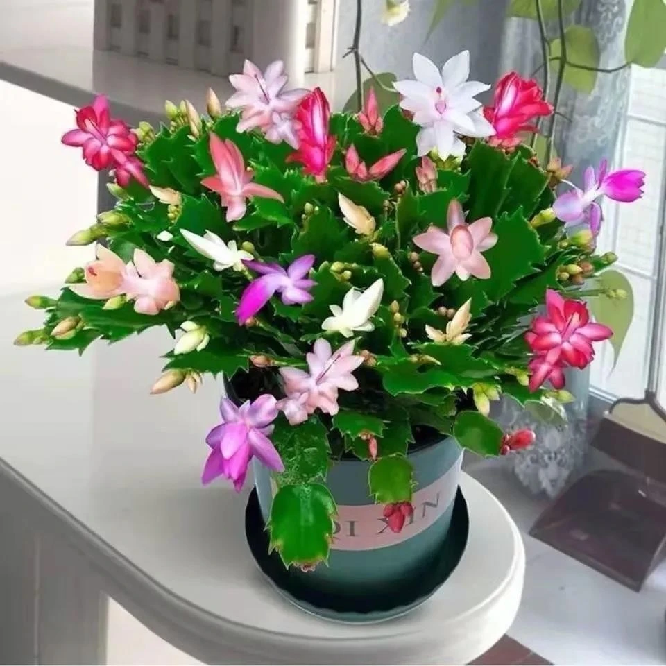 【精品】蟹爪兰带花苞大苗四季花卉盆栽室内阳台办公带根土好养活