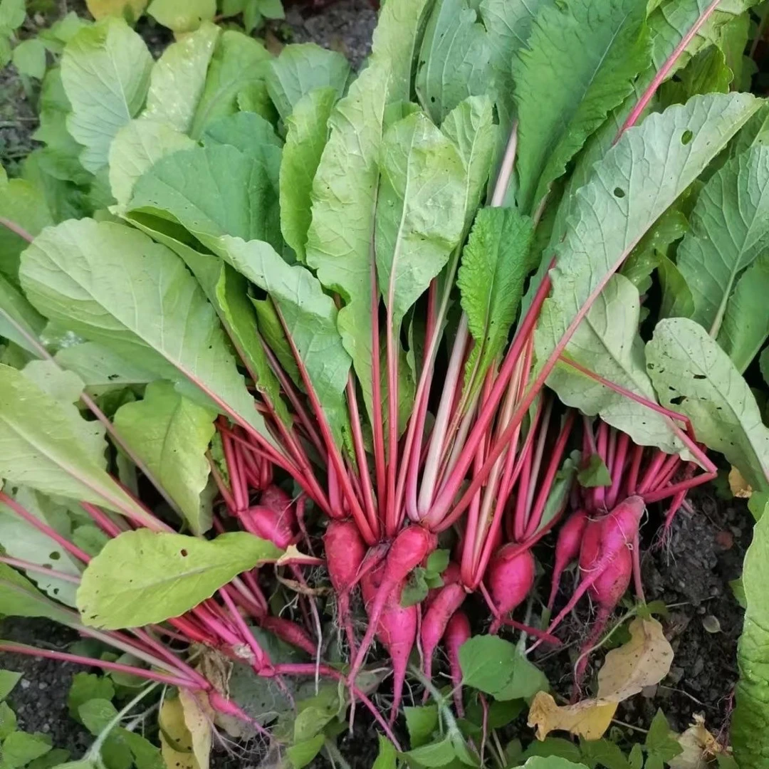 贵州高山新鲜蔬菜萝卜菜萝卜缨子当季可做酸菜泡菜