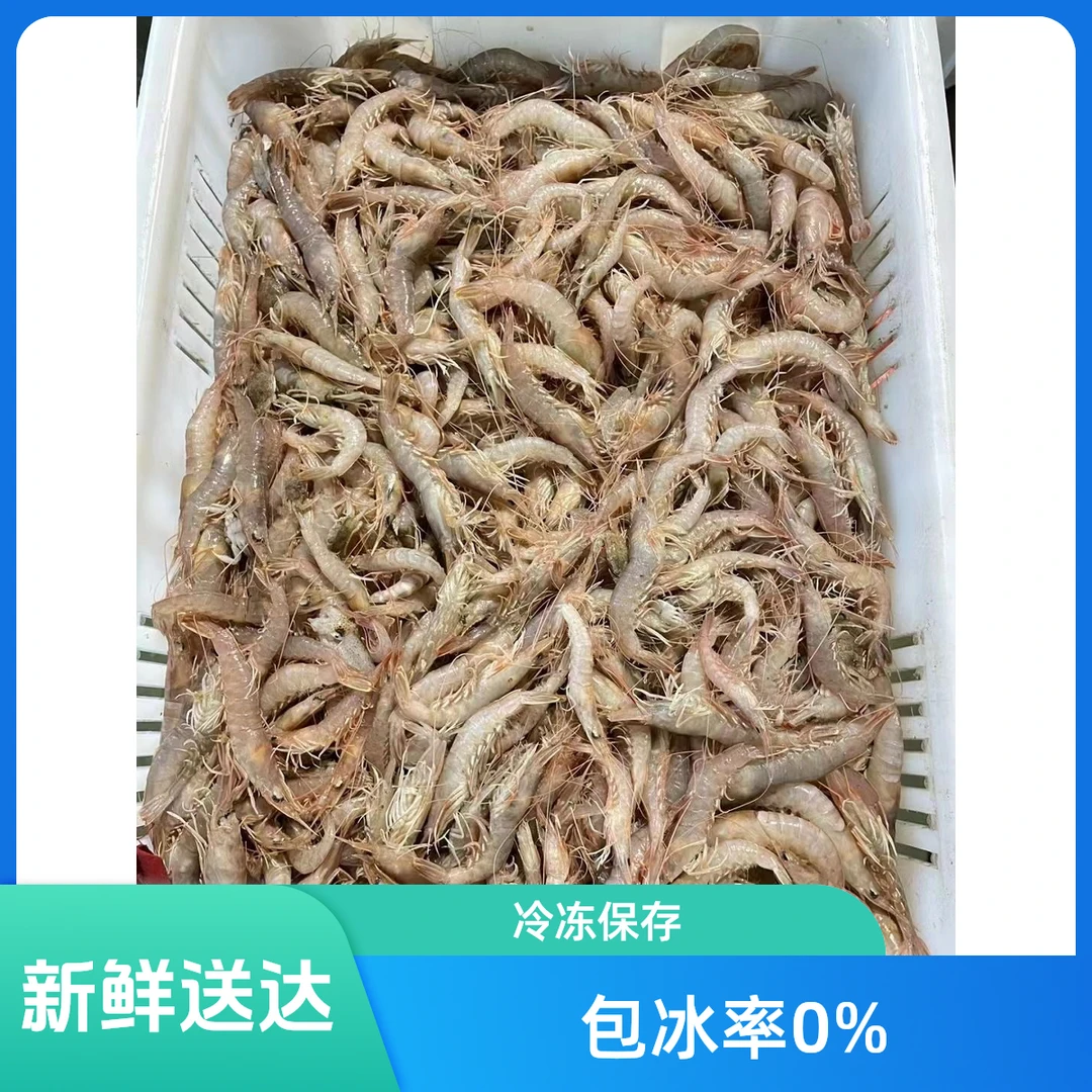 【鲜铁皮虾】渤海湾本地鲜铁皮虾（大小不均介意掉头勿拍）塘沽发货