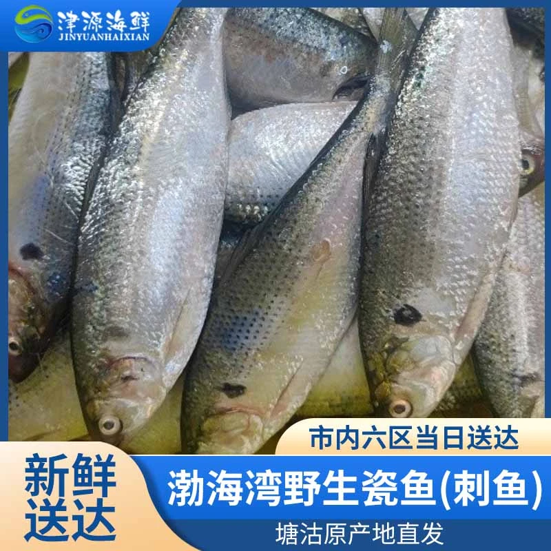 【津源海鲜】渤海湾野生本地（大刺鱼）塘沽码头鲜发天津当日达