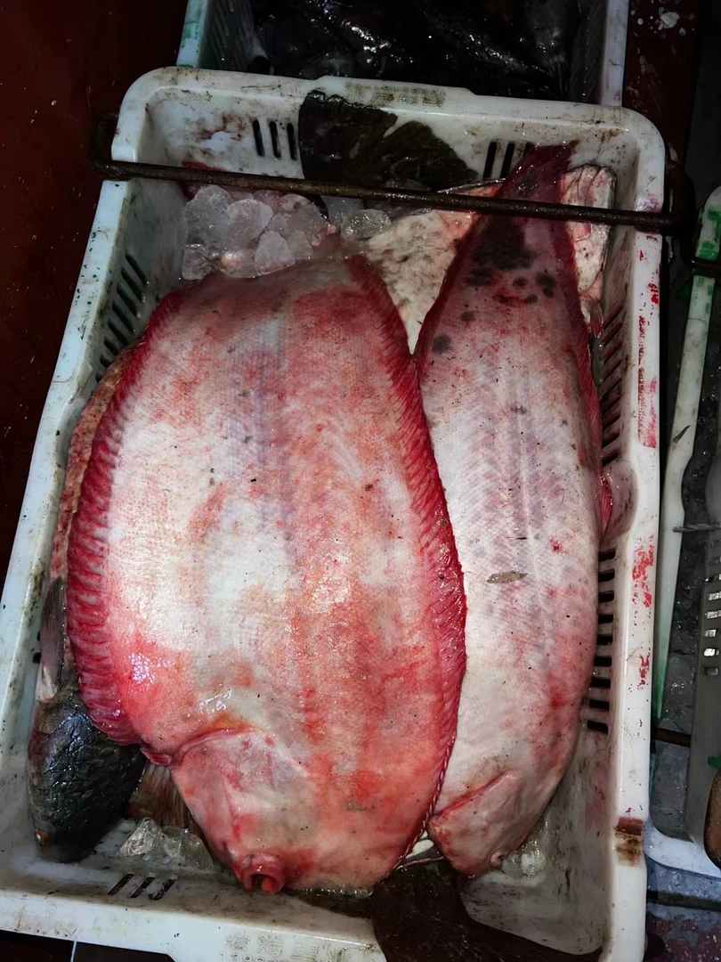 渤海湾野生 鳎目糕塘沽码头直发