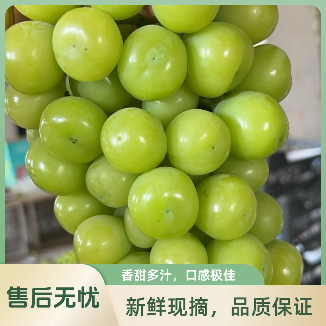 [顺丰包邮]a级阳光玫瑰纯甜无籽精品 礼盒新鲜水果晴王葡萄现摘
