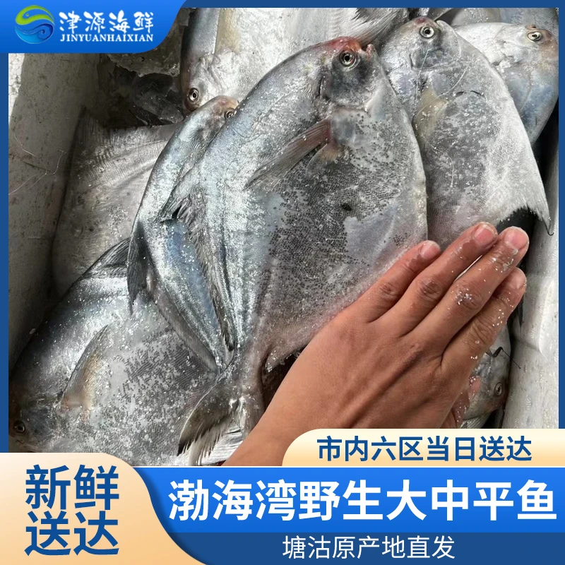 【津源海鲜】渤海本地大中平鱼（3-5 两一条）塘沽码头鲜发天津当日达