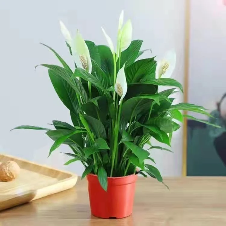 【买一送一】白掌一帆风顺绿植盆栽室内植物花卉客厅观叶净化空气