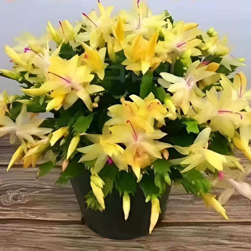 黄金索菲亚蟹爪兰盆栽重瓣大花带花苞室内阳台花卉绿植四季开花