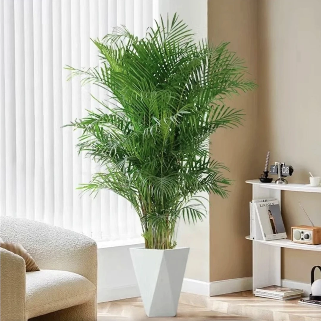 富贵椰子1-1.2米北欧网红大型绿植室内客厅好养盆栽吸甲醛