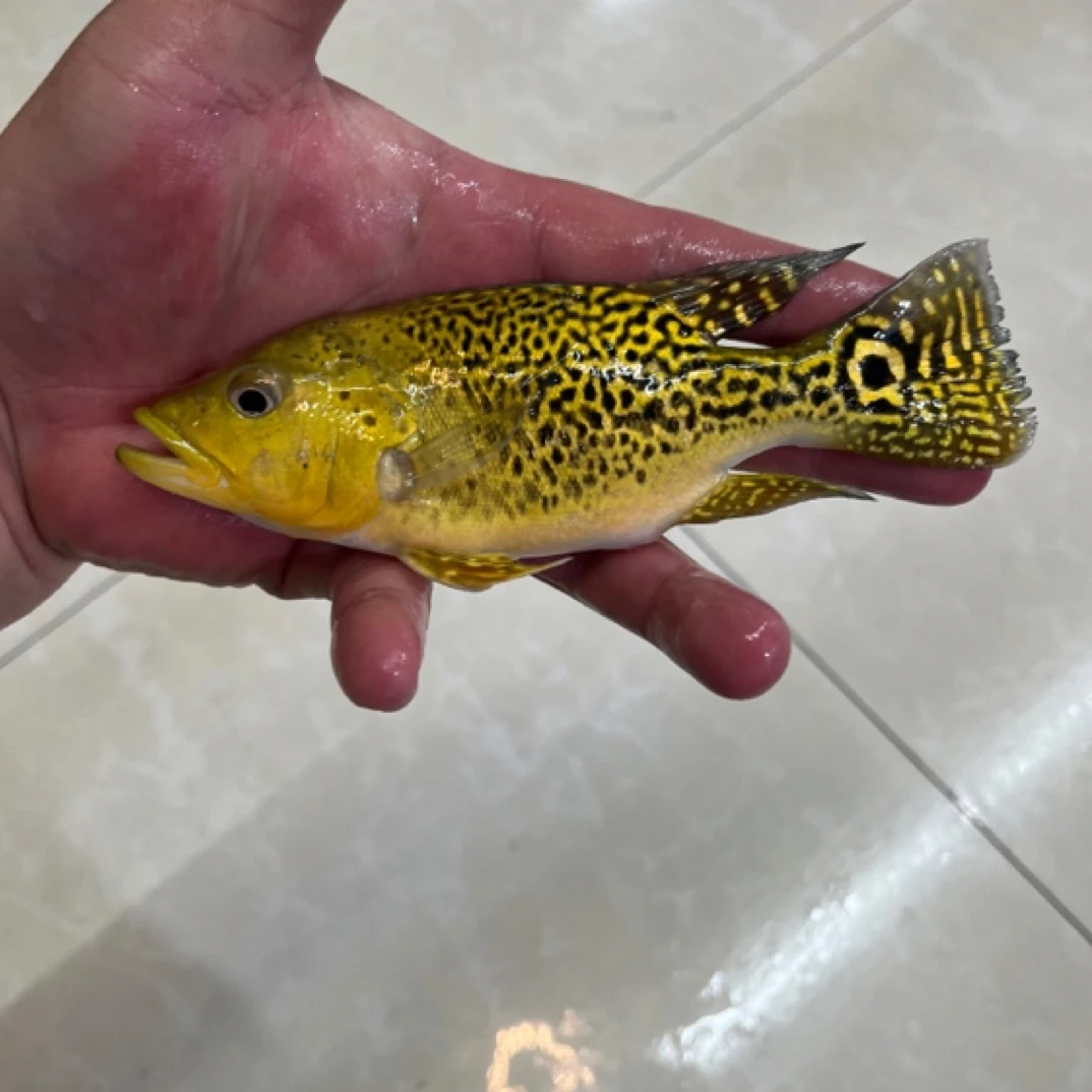 【到货开箱长视频】黄金短身巴西亚龙鱼配鱼