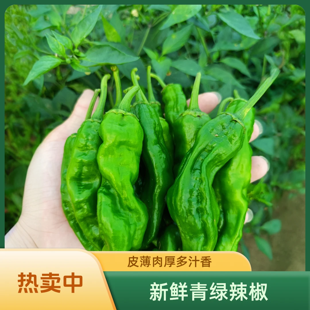 腌制辣椒专用小果子中辣特辣新鲜蔬菜薄皮小皱皮3-6厘米小扭子5斤