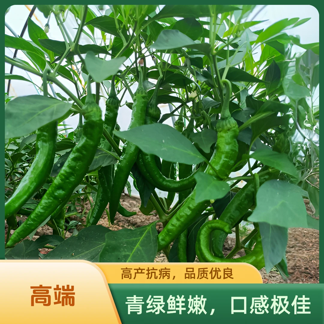 湘研辣椒55号薄皮辣椒中辣牛角椒虎皮青椒杭椒现摘现发新鲜辣椒