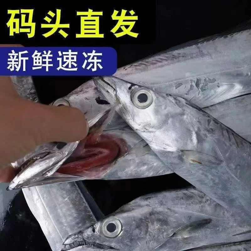 大号精品带鱼  新鲜出海  半斤每条 净重4斤  顺丰包邮