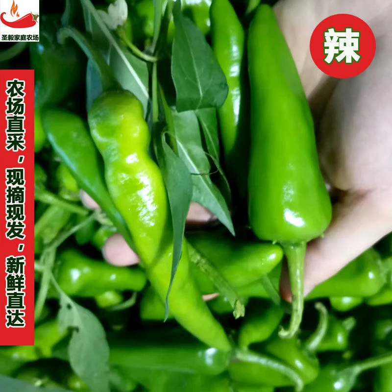 湖南土辣椒本地辣椒薄皮青椒新鲜特辣六四枣辣椒小土辣椒3/5斤