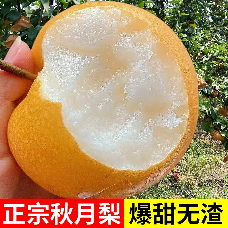 秋月梨正宗山东莱阳秋月梨子新鲜水果当季整箱礼盒装现摘5-10雪梨
