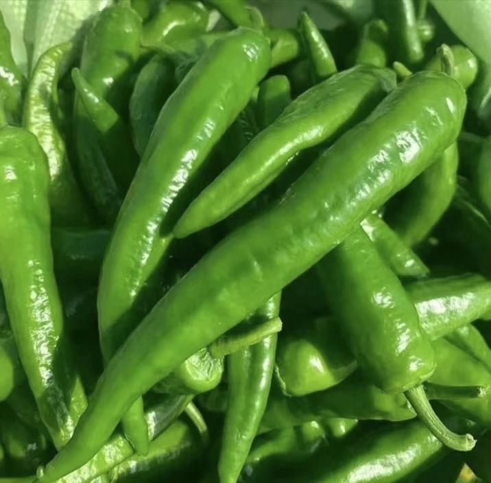 河南本地自家种植老品种辣椒 羊角椒 中辣 现摘现发 3斤5斤装包邮