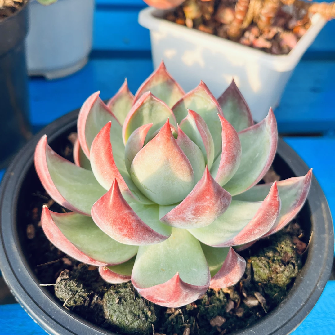 【综合链接】群生绿植花卉盆栽室内易活好养组合