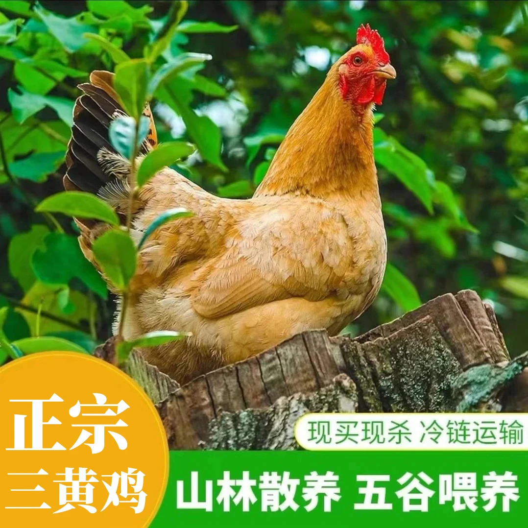 【迷购生鲜】现杀正宗农家散养土鸡走地鸡三黄鸡900克三只