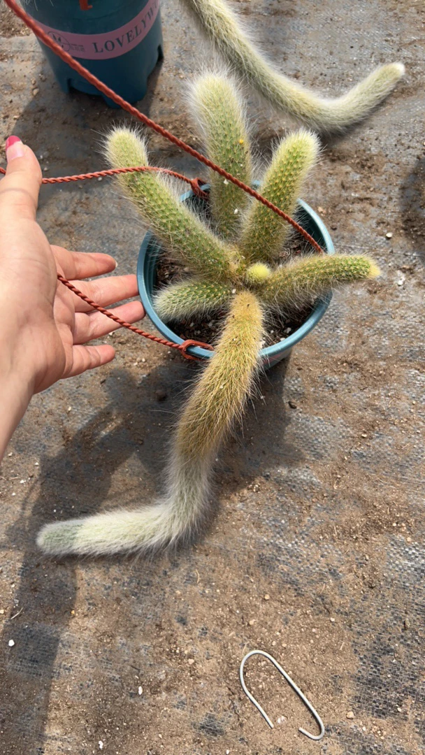 九尾狐一物一拍福利款，断头不售后二三