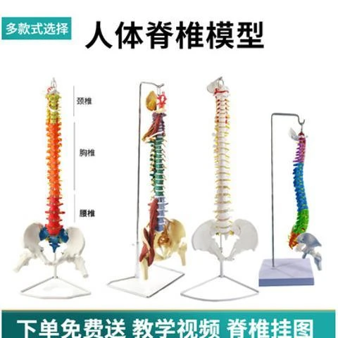 1：1彩色人体全脊柱神经医学用正骨脊椎骨盆骨骼模型推拿手法练习