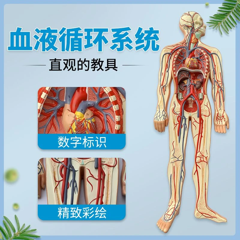 人体血液循环系统模型心脏内脏血管器官解剖模型医院学校用教学具