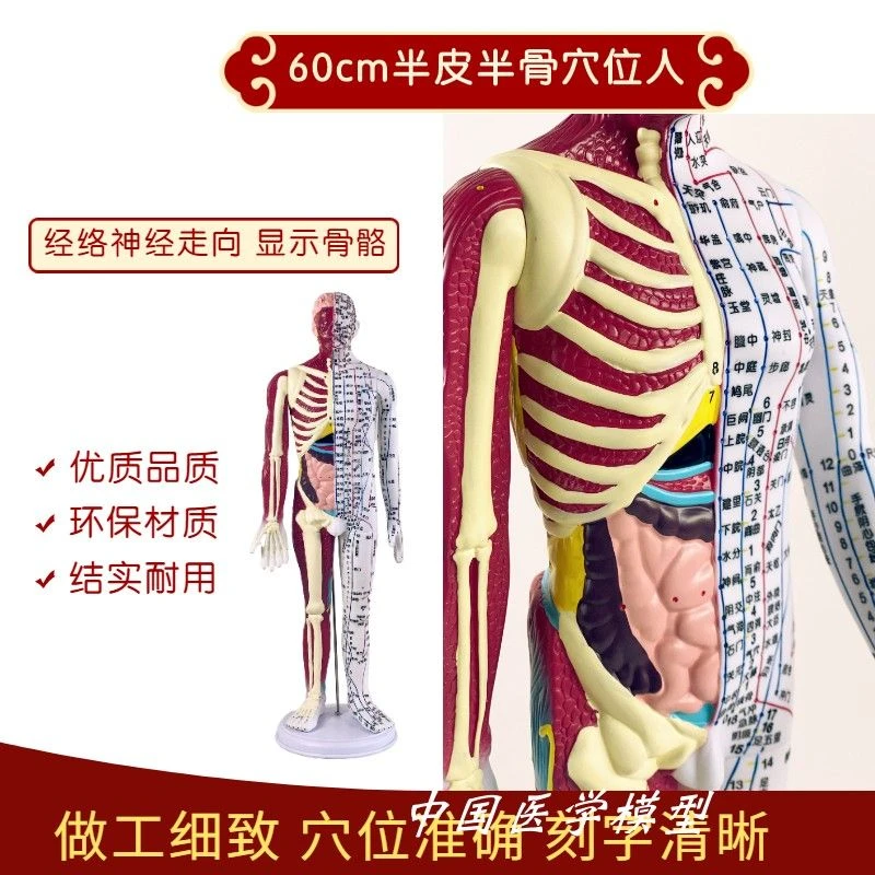 高级60cm人体针灸穴位模型半肌肉骨骼内脏中医十二经络图解剖模特