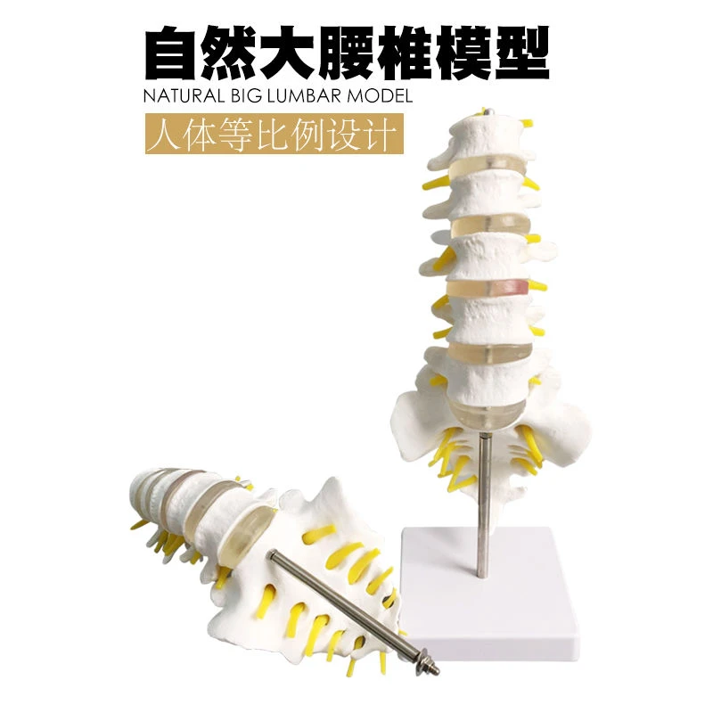 包邮!人体腰椎间盘演示模型 腰椎模型脊柱模型脊椎模型关节模型