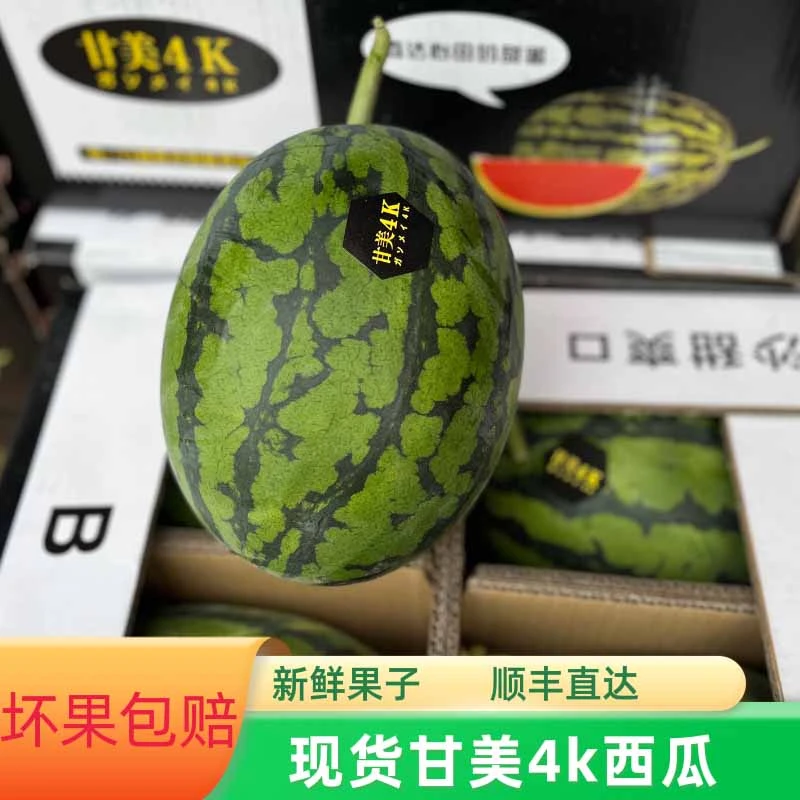 现货当季甘美4K西瓜1个5-8斤大果新鲜水果坏果包赔发顺丰