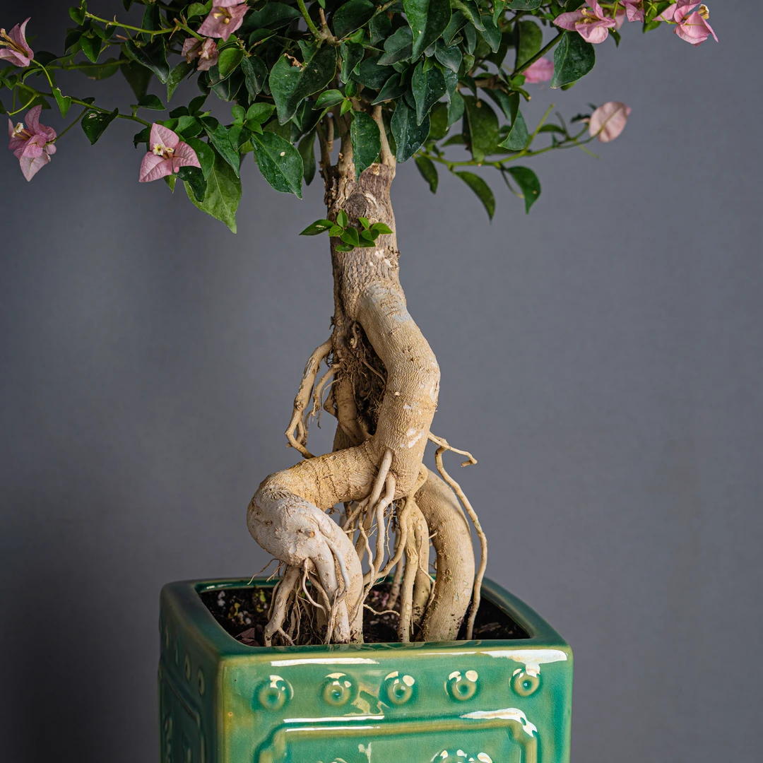 【艺景园—海燕】三角梅通用链接一物一拍 勤花品种花卉截图为（368）