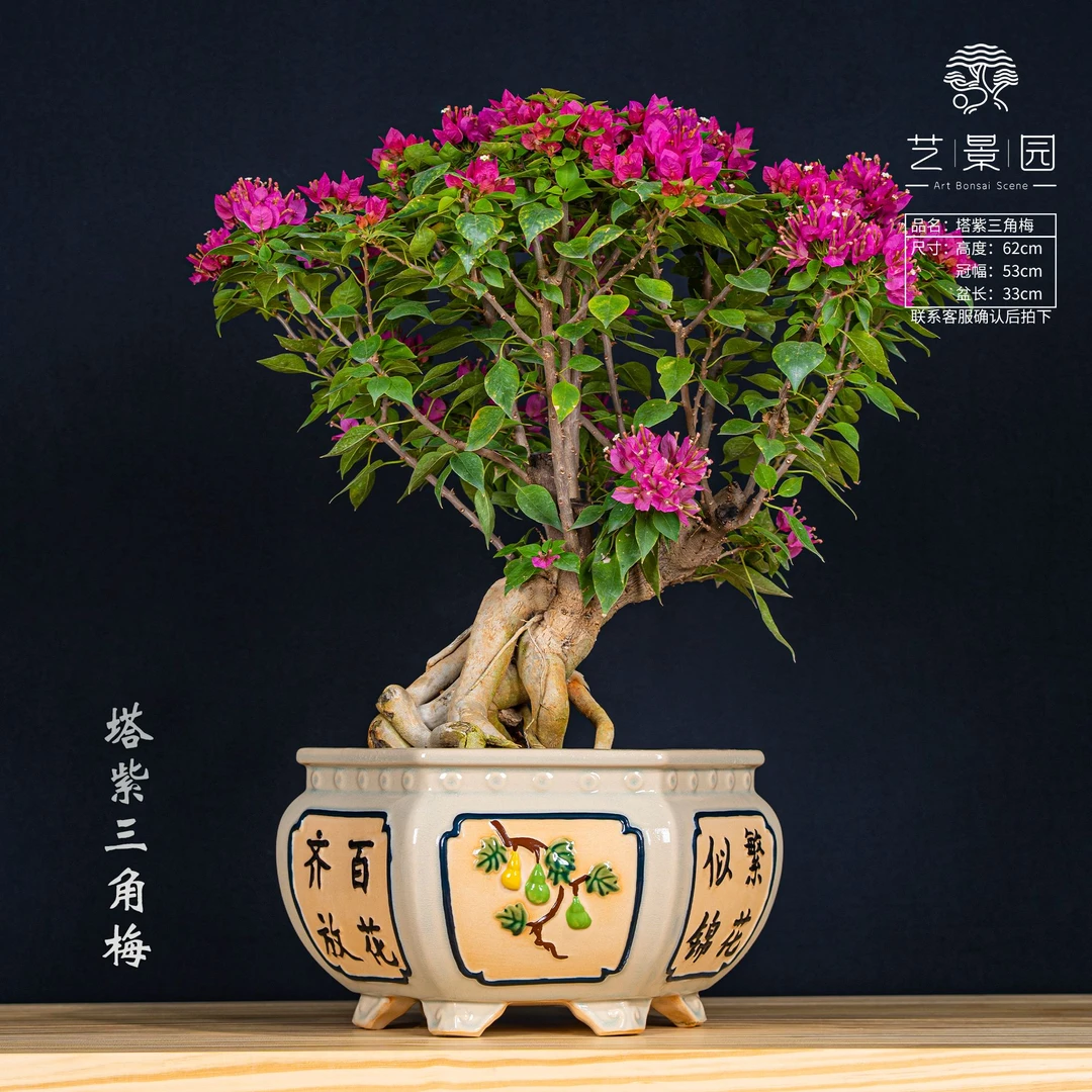 【艺景园-宛如】三角梅通用链接一物一拍勤开花截图为准（1880）