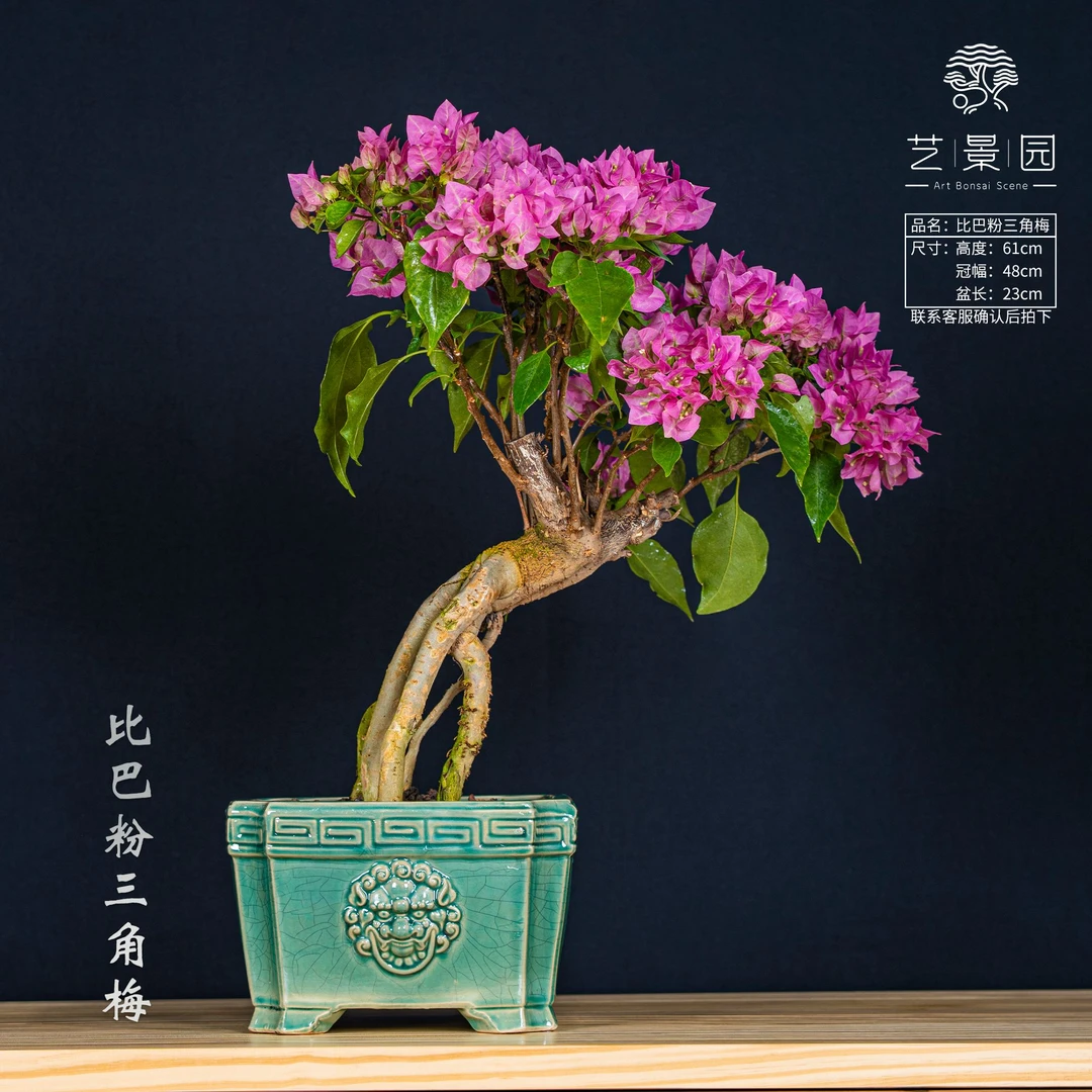 【艺景园-宛如】三角梅通用链接一物一拍 盆栽 截图为准（1580）