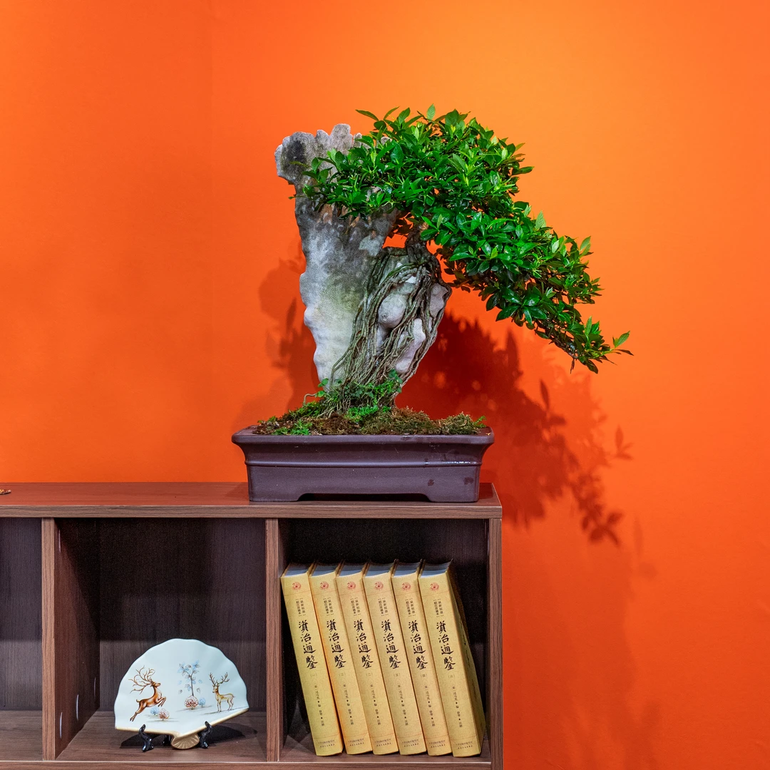 【艺景园-林燕】中式茶桌办公室精品盆景通用链接一物一拍