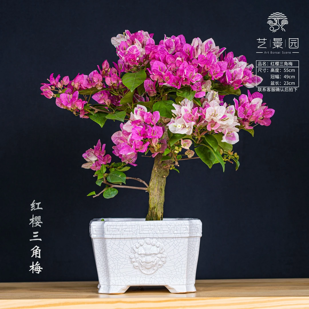 【艺景园-立娜】三角梅通用链接一物一拍花色观赏截图为准(780)
