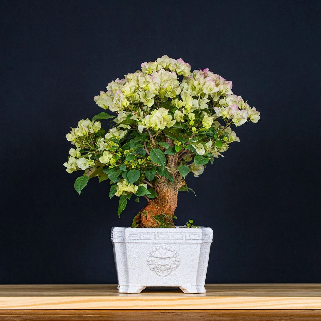 【艺景园-海燕】三角梅通用链接一物一拍 开花盆栽 高端盆景（2080）