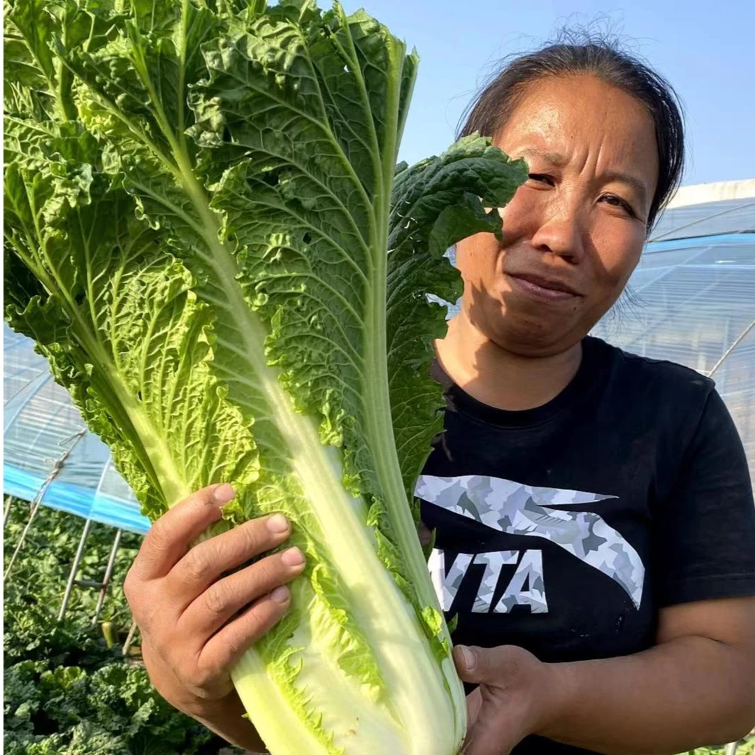 天津西青本地青麻叶大白菜卫青净重10～12斤