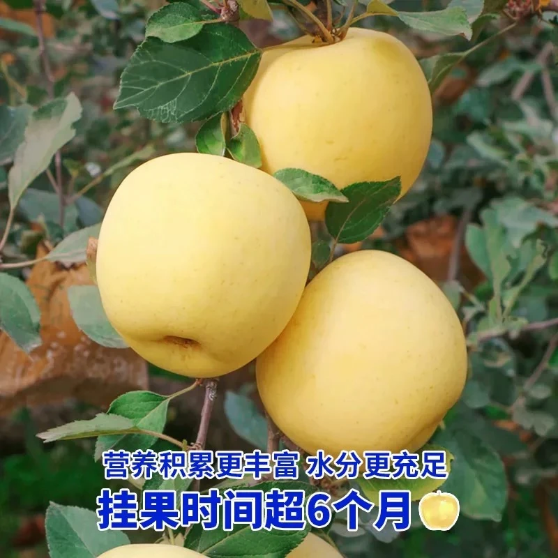【10斤装】山东烟台栖霞奶油富士苹果冰糖心新鲜脆甜现摘现发