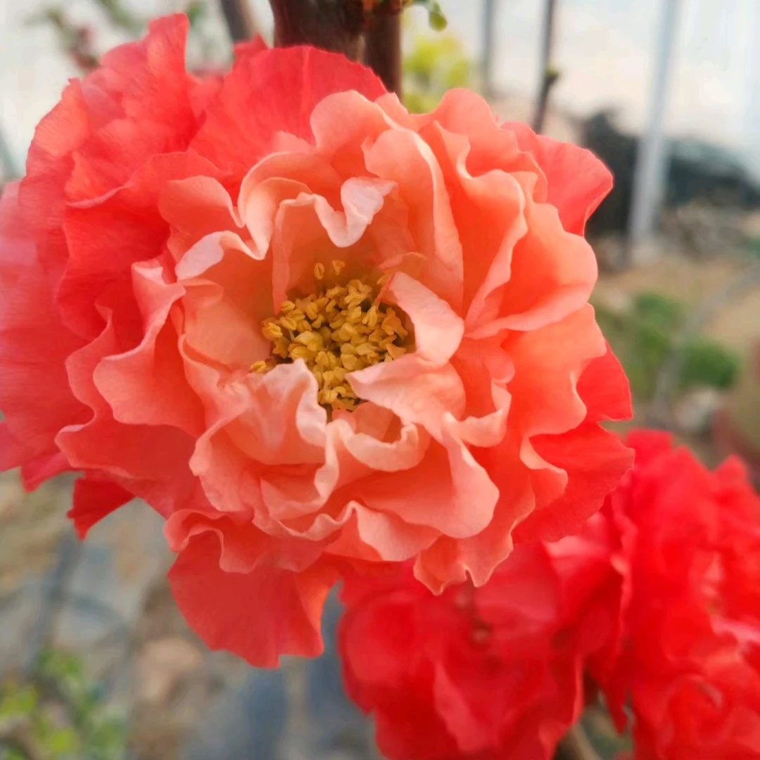 木瓜海棠新品种普天红曲花大庭院公园盆栽景观初开黄心盛开变红