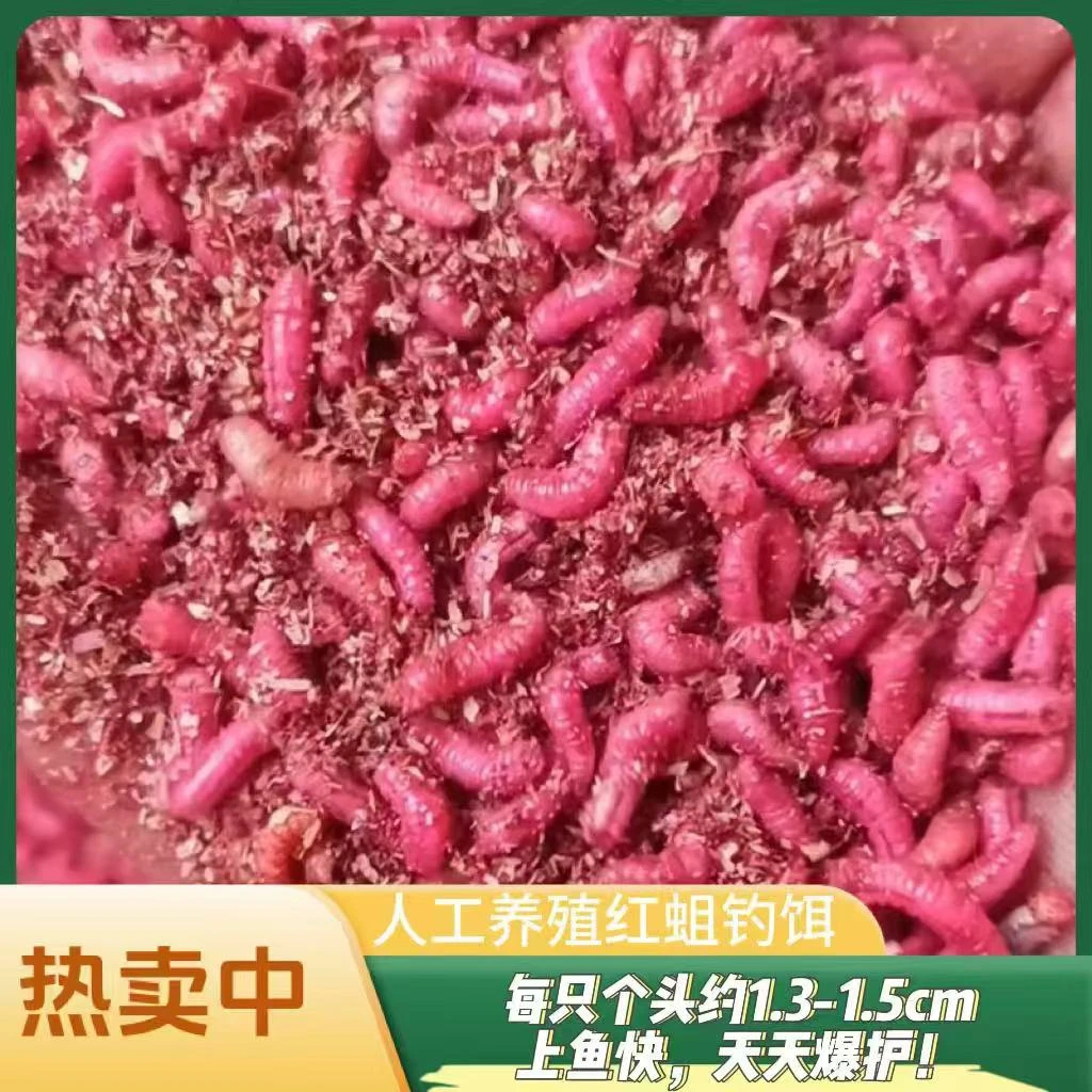 红蛆虫活饵溪流野钓专用饵料钓鱼喂鱼强效腥味石斑鱼马口白条鲫鱼