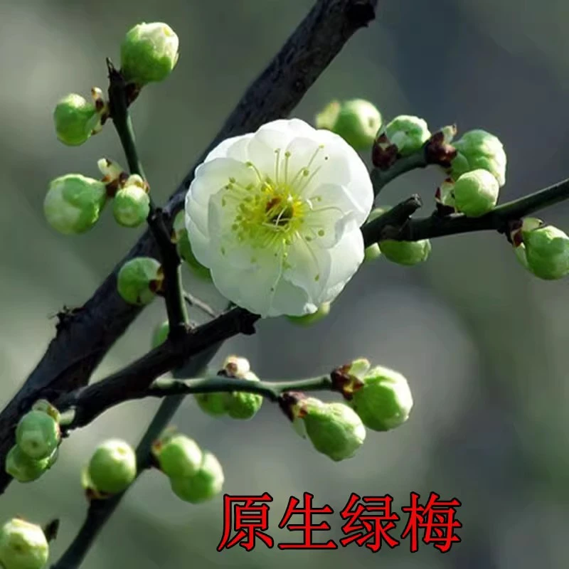 绿梅盆景树桩盆栽浓香耐寒绿萼梅花苗阳台庭院花卉植物室内外好养