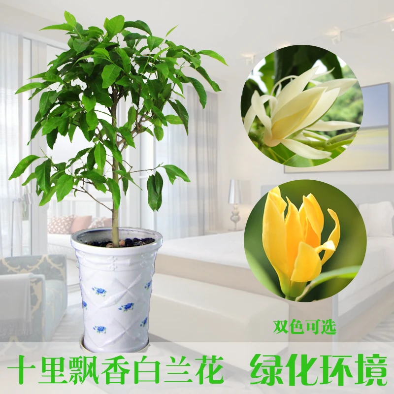 白兰花盆栽 嫁接黄角兰黄桷兰白玉兰黄玉兰花苗花卉树苗四季种植