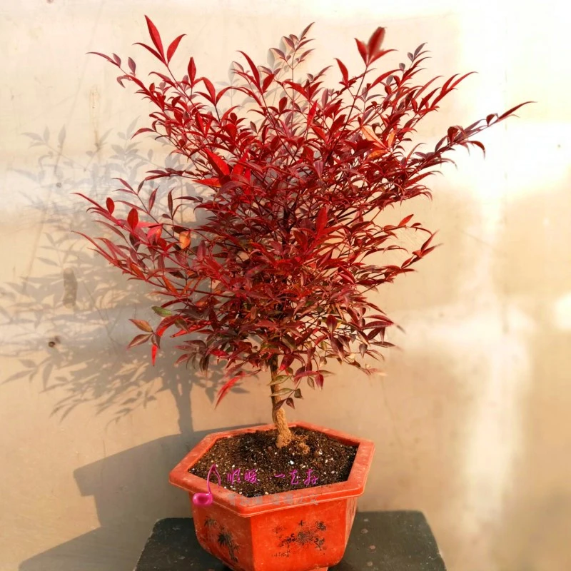 红叶南天竹庭院观赏植物阳台盆景盆栽矮室外耐寒红天竹易活常绿植