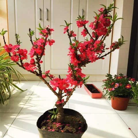 重瓣桃花树盆栽观赏桃花苗四季桃花造型盆景桩春天开花带花苞易活