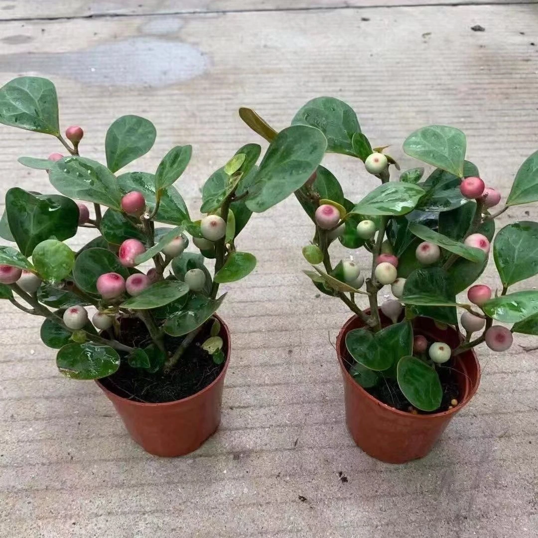 小盼菩提树发财树盆栽植物室内小叶紫檀招财懒人绿植花卉四季常青
