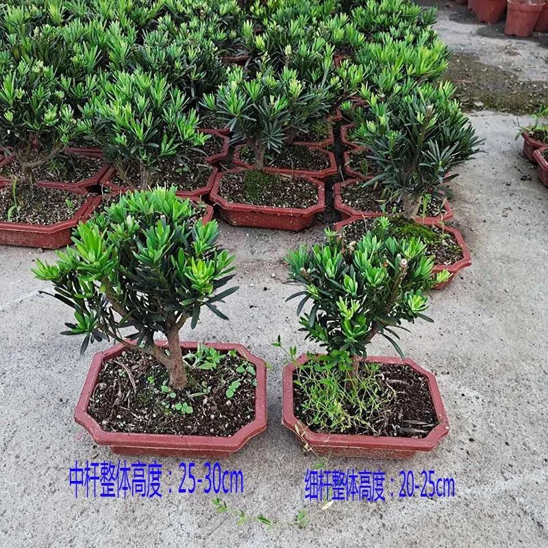 罗汉松盆景树造型树室内外阳台庭院花卉植物迎客松老树桩四季常青