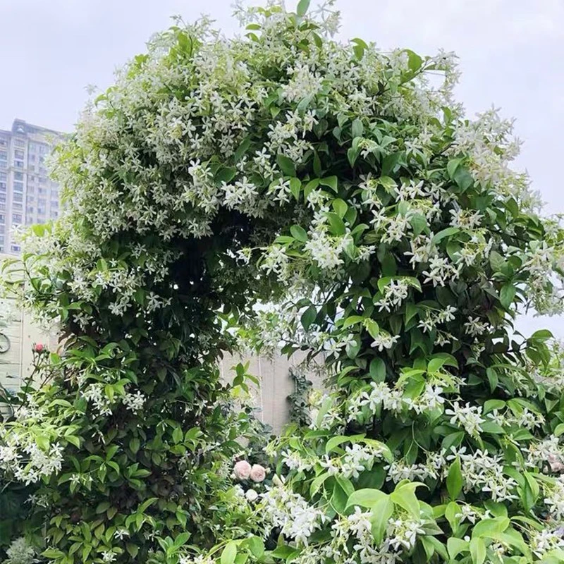 风车茉莉花苗庭院阳台四季常青攀援爬藤植物络石藤很好银丝茉莉